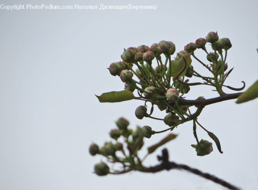 Bud, Plant, Conifer, Fir, Tree, Blossom, Flora