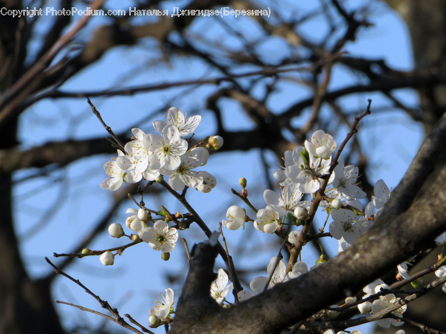 Blossom, Flora, Flower, Plant, Cherry Blossom