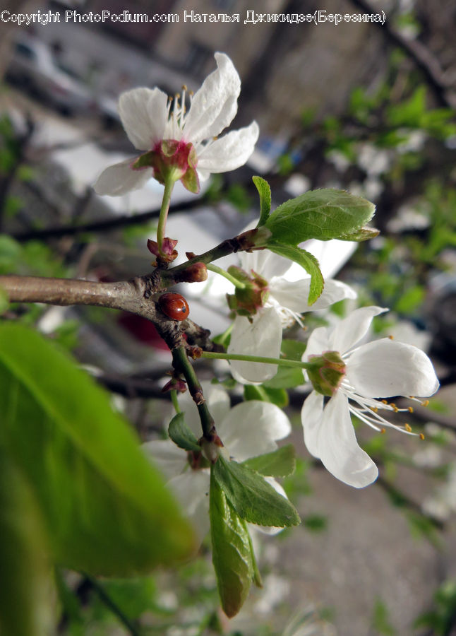 Blossom, Flora, Flower, Plant, Geranium, Pollen, Cherry Blossom