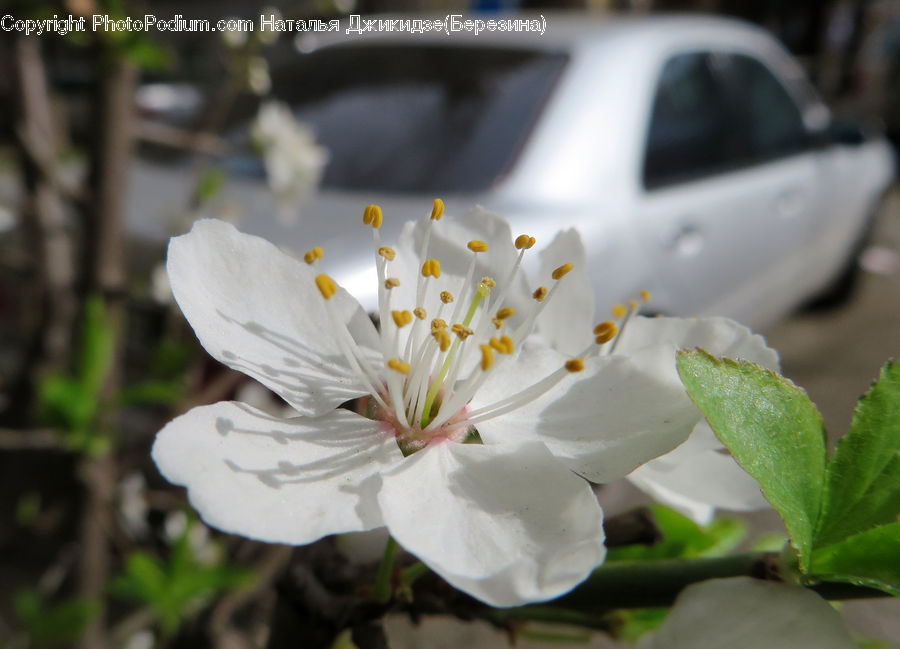 Blossom, Flora, Flower, Plant, Cherry Blossom, Anther, Petal