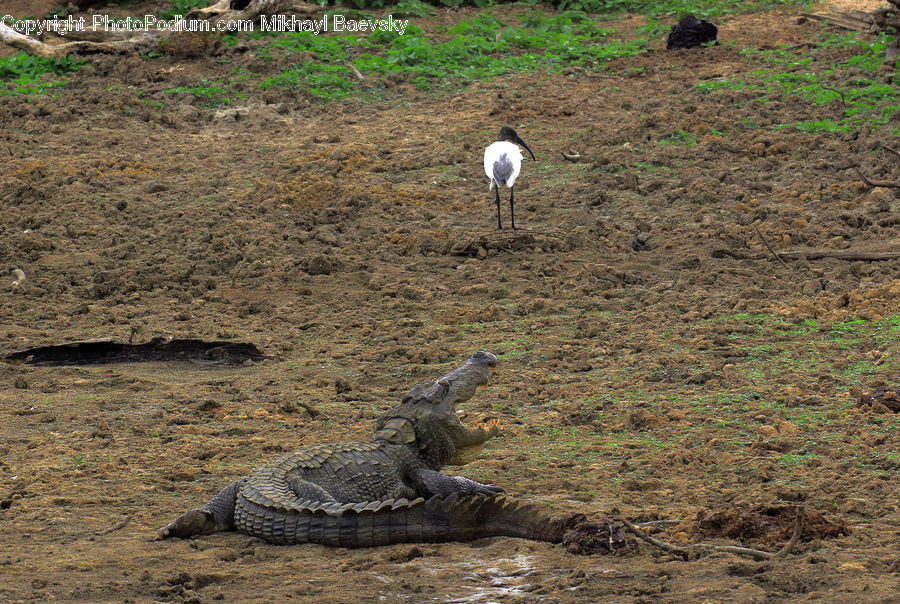 Alligator, Crocodile, Reptile, Bird, Crane Bird, Heron, Soil
