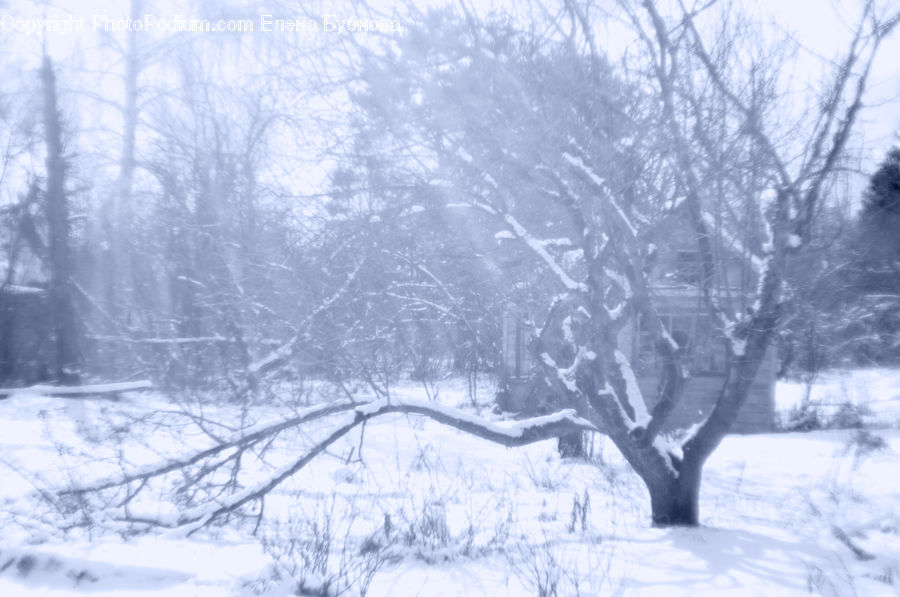 Blizzard, Outdoors, Snow, Weather, Winter, Ice, Plant