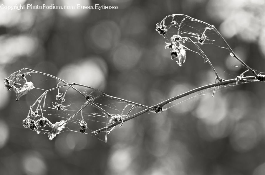 Arachnid, Garden Spider, Insect, Invertebrate, Spider, Frost, Ice