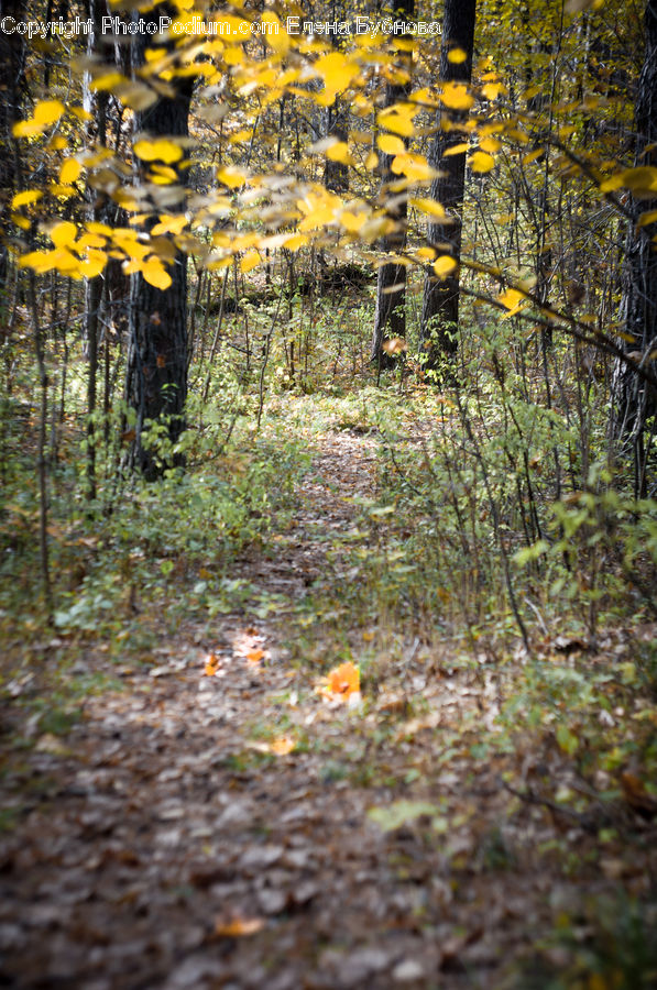 Forest, Vegetation, Dirt Road, Gravel, Road, Birch, Tree