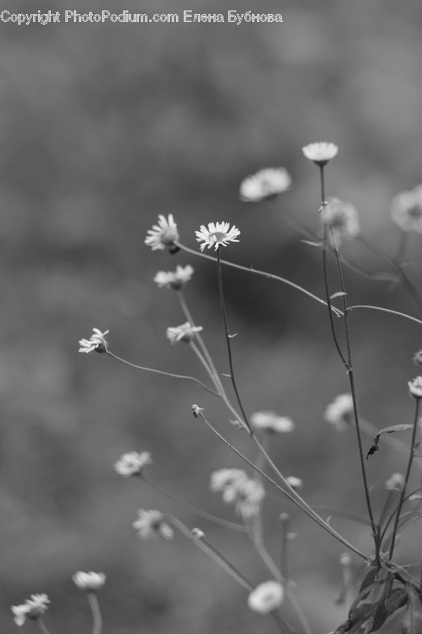 Cosmos, Aloe, Plant, Blossom, Flora, Flower, Aster