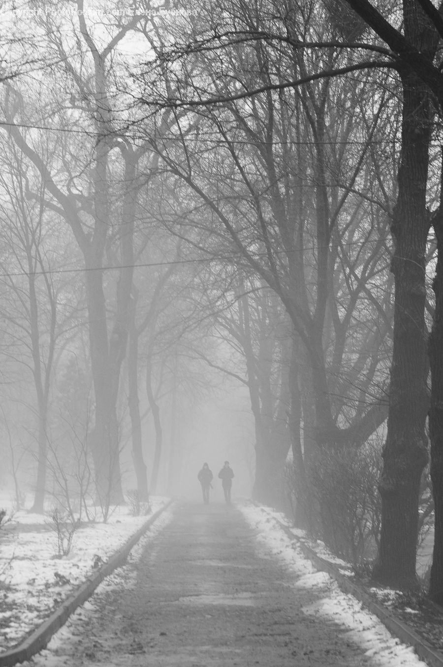 Road, Plant, Tree, Countryside, Outdoors, Path, Trail