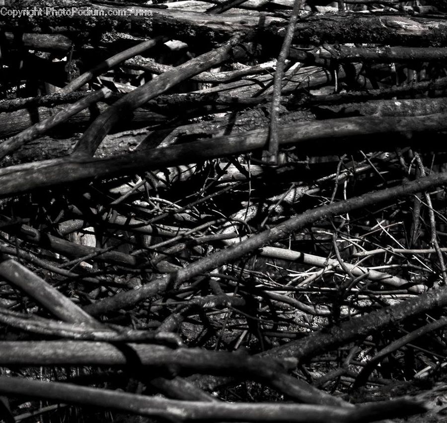 Ground, Soil, Forest, Vegetation, Plant, Tree, Jungle