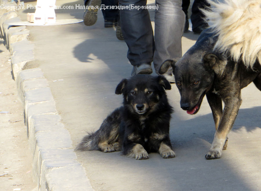 Animal, Canine, Dog, German Shepherd, Mammal, Pet, Collie
