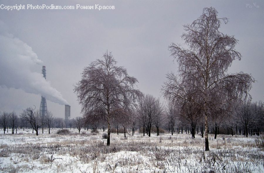 Frost, Ice, Outdoors, Snow, Plant, Tree, Oak