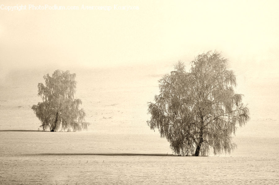 Drawing, Sketch, Plant, Tree, Oak, Wood, Countryside