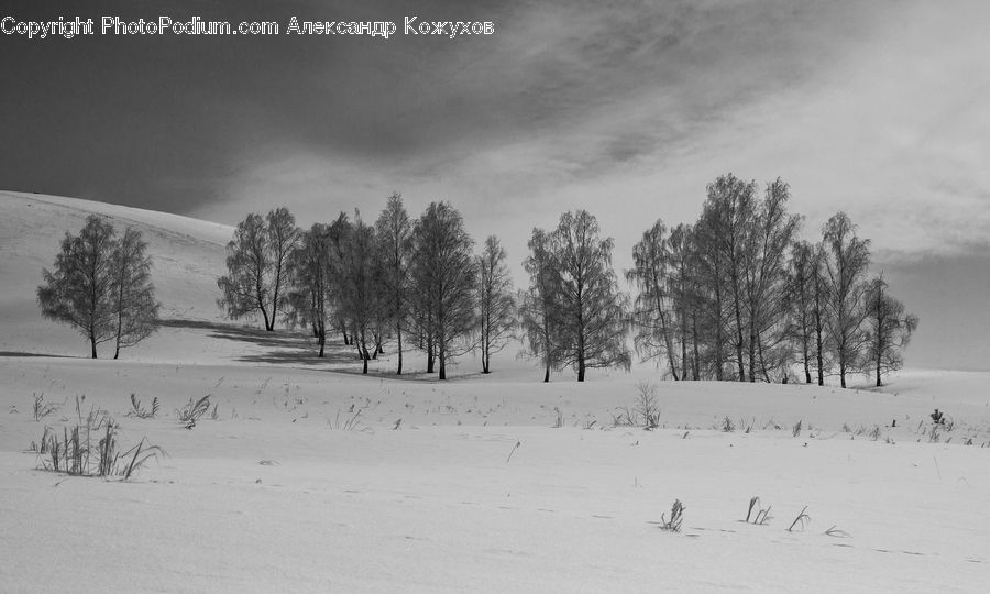 Outdoors, Sand, Soil, Ice, Snow, Plant, Tree