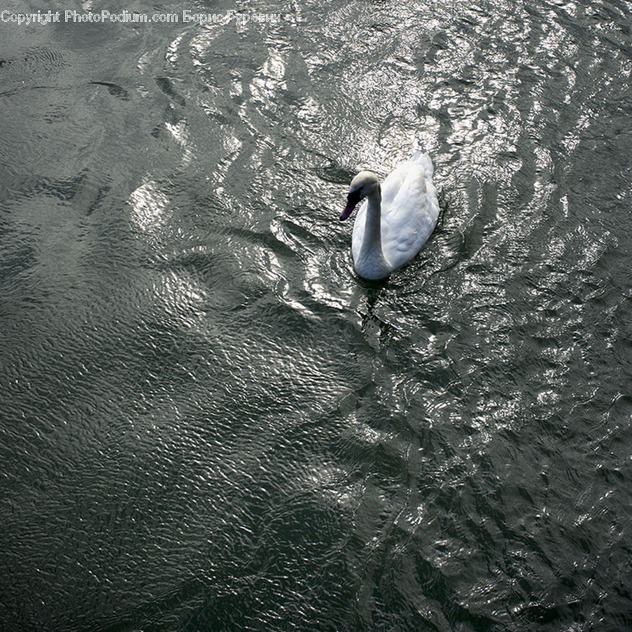 Outdoors, Ripple, Water, Bird, Waterfowl, Beak, Arctic