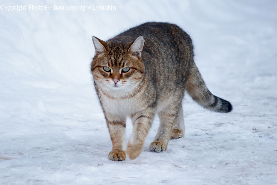 Abyssinian, Animal, Cat, Mammal, Pet, Manx, Leisure Activities