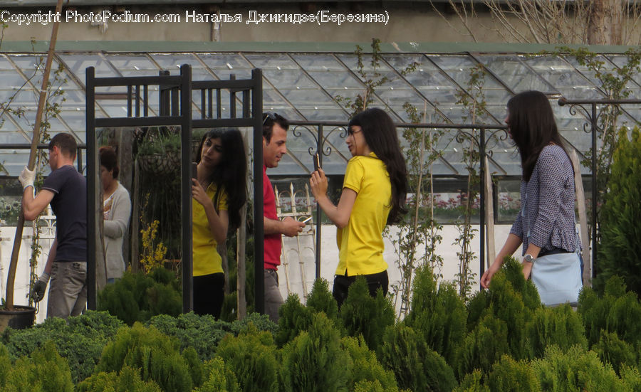 Human, People, Person, Forest, Vegetation, Conifer, Fir