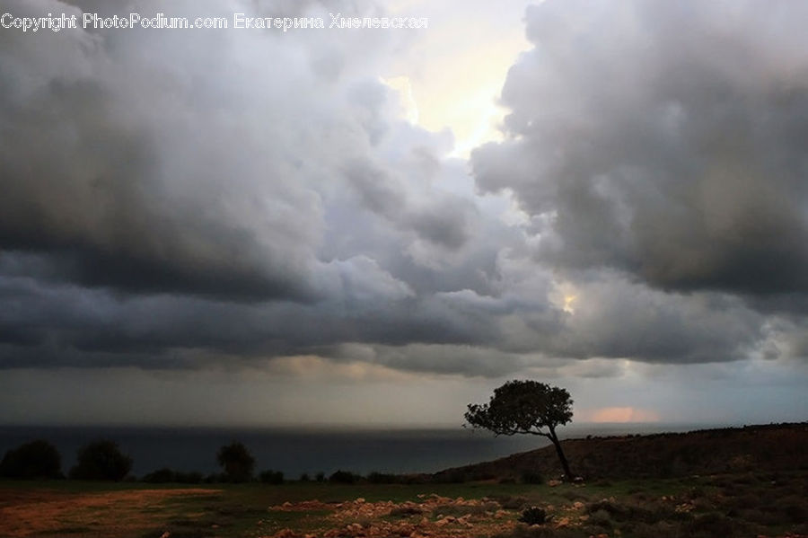 Plant, Tree, Azure Sky, Cloud, Outdoors, Sky, Grassland