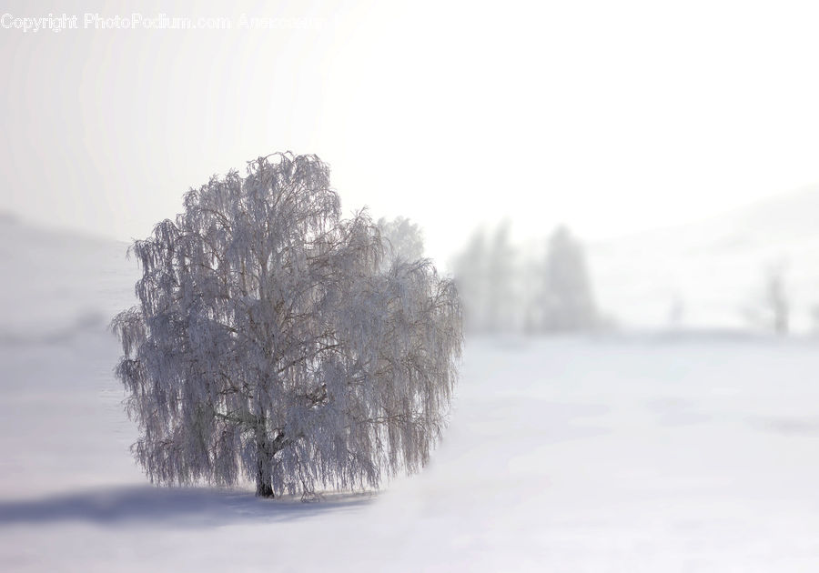 Blizzard, Outdoors, Snow, Weather, Winter, Bush, Plant