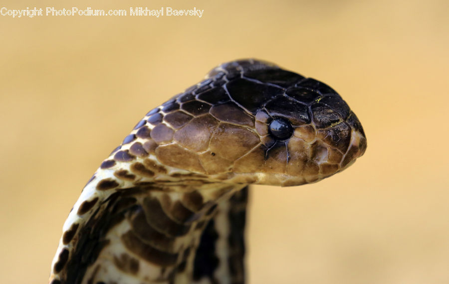 Cobra, Reptile, Snake, Sea Life, Tortoise, Turtle
