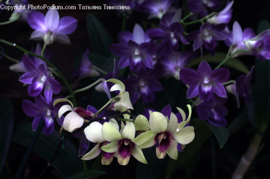 Blossom, Flora, Flower, Plant, Violet, Gladiolus, Orchid