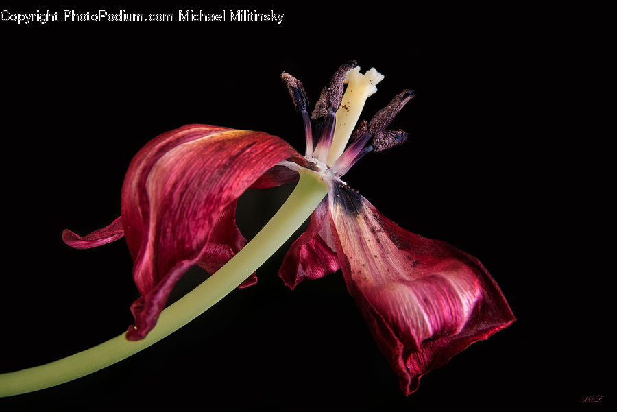 Blossom, Flora, Flower, Geranium, Plant, Gladiolus, Lily