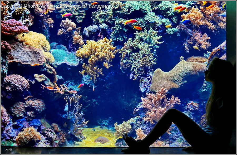 Coral Reef, Outdoors, Reef, Sea, Sea Life, Water, Aquarium