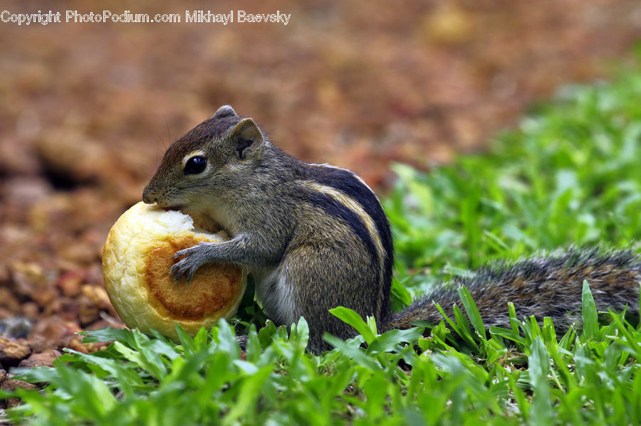 Animal, Mammal, Rodent, Squirrel, Eating, Field, Grass