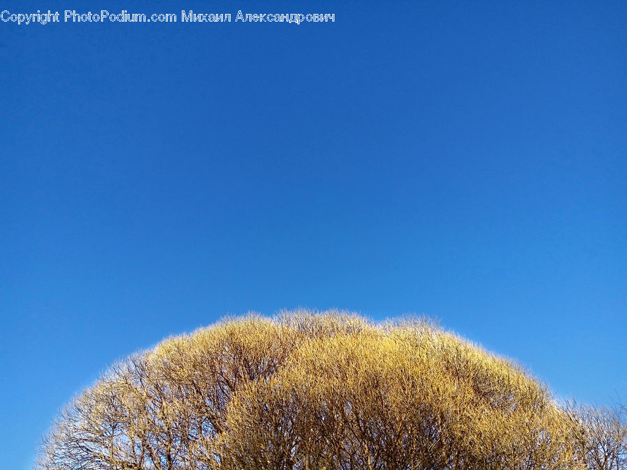 Bush, Plant, Vegetation, Field, Grass, Grassland, Blossom