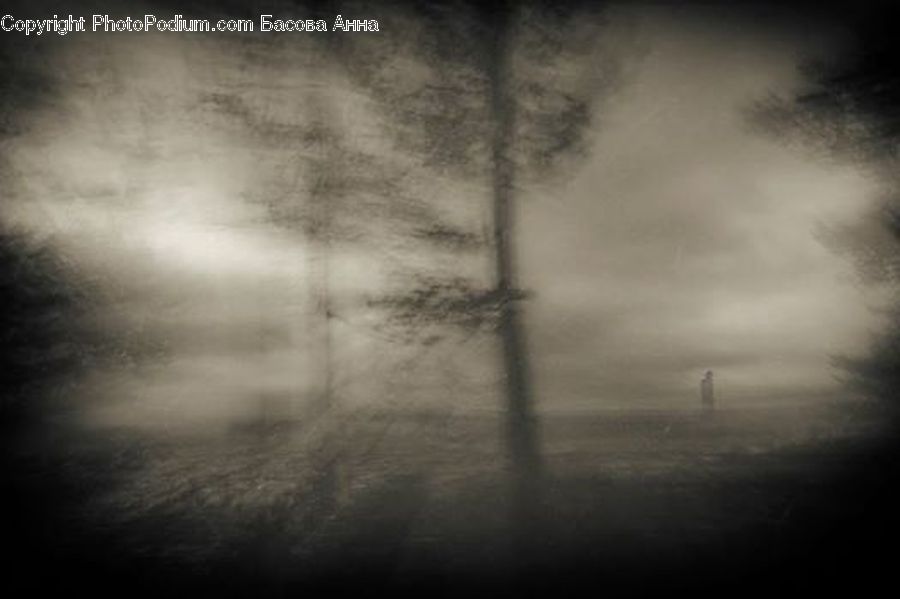 Fog, Forest, Vegetation, Plant, Tree