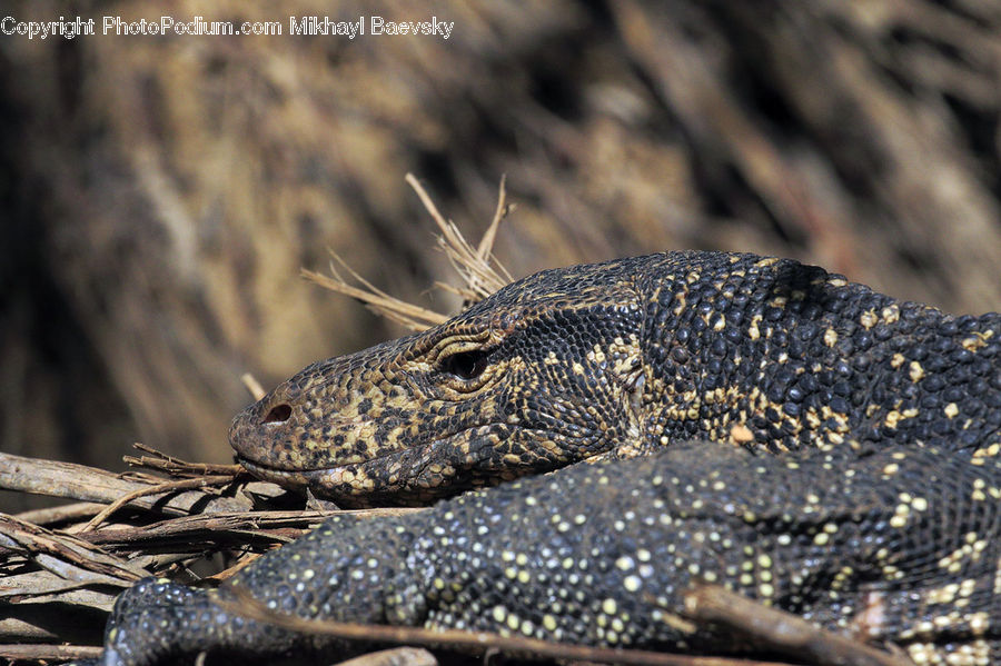 Alligator, Crocodile, Reptile, Lizard