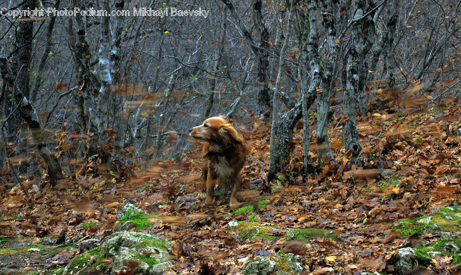 Animal, Bear, Brown Bear, Mammal, Creek, Outdoors, River