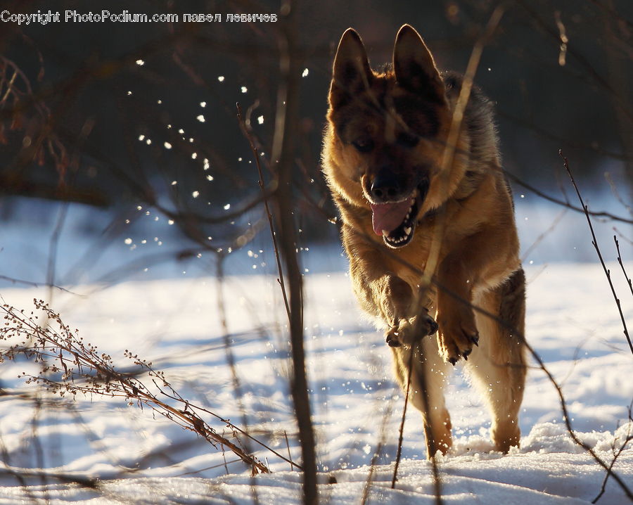 Animal, Canine, Dog, German Shepherd, Mammal, Pet, Coyote