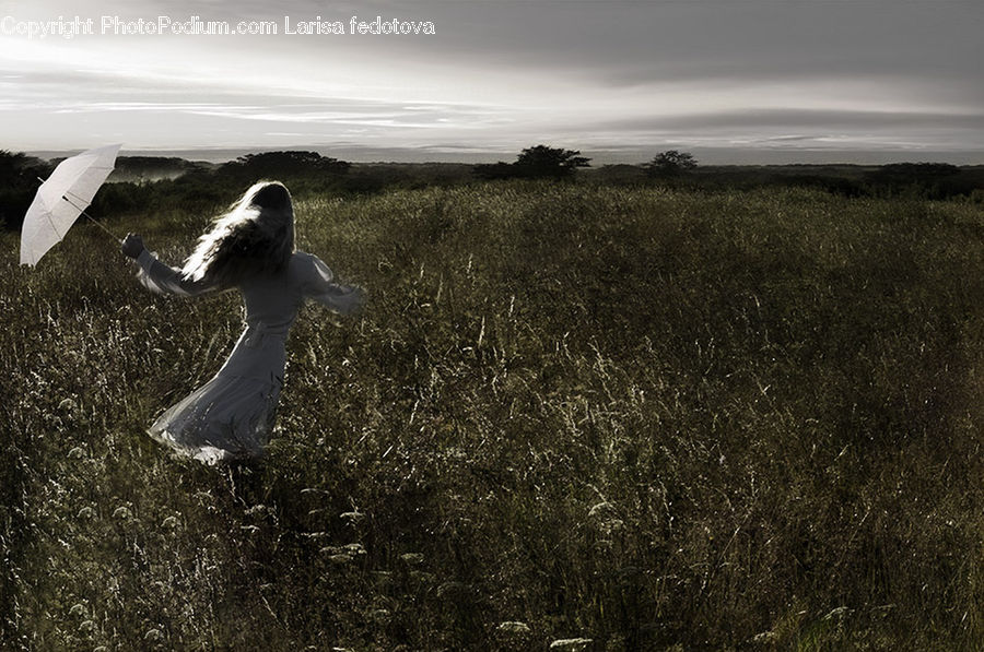 Bird, Seagull, Adventure, Flight, Gliding, Dirt Road, Gravel