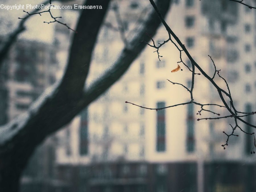Silhouette, Plant, Tree, Birch, Wood
