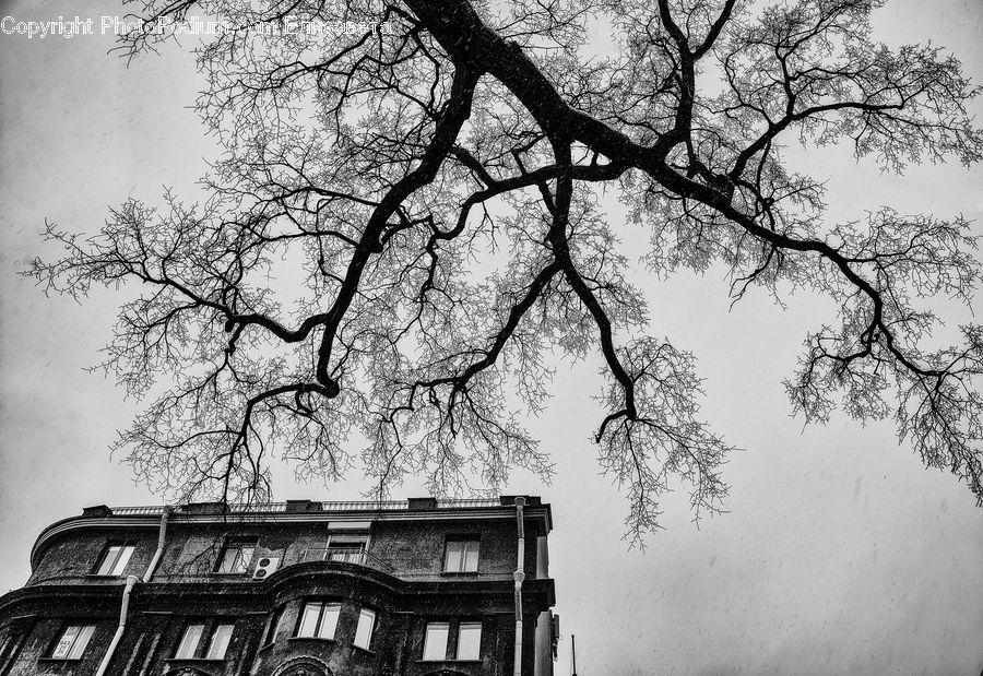 Oak, Tree, Wood, Plant, Building, Housing, Villa