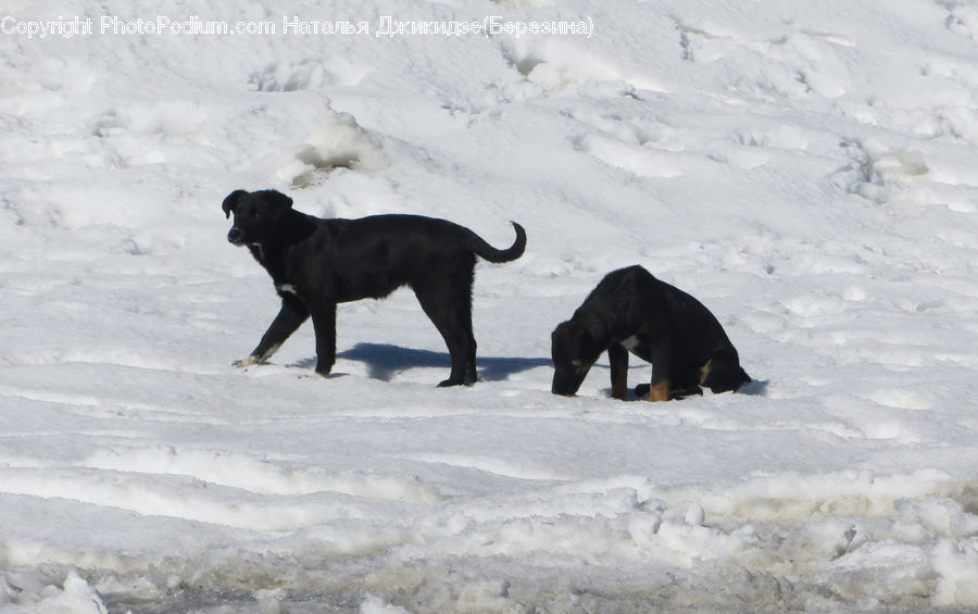 Animal, Bear, Mammal, Canine, Dog, Newfoundland, Pet