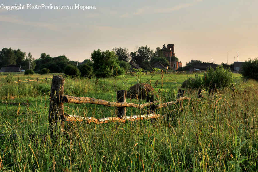 Field, Grass, Grassland, Land, Outdoors, Plant, Countryside