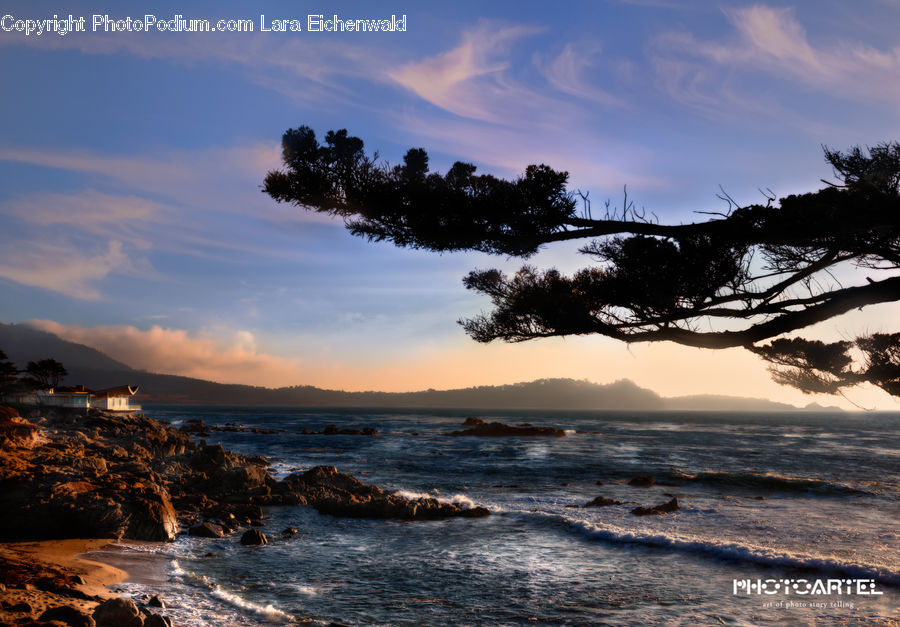 Beach, Coast, Outdoors, Sea, Water, Plant, Tree