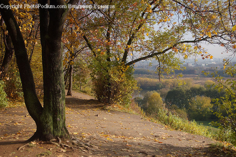 Dirt Road, Gravel, Road, Oak, Tree, Wood, Forest