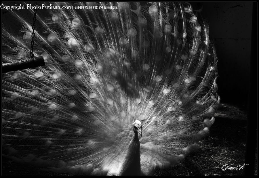 Fireworks, Night, Beak, Bird, Lighting