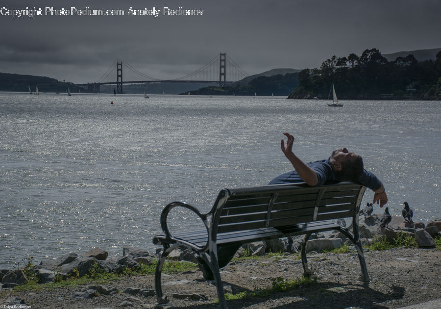 Bench, Bird, Pigeon, Park Bench, Bridge, Coast, Outdoors