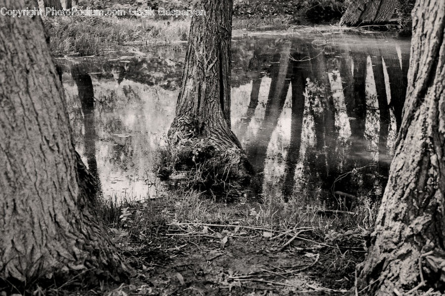 Land, Marsh, Outdoors, Swamp, Water, Forest, Vegetation