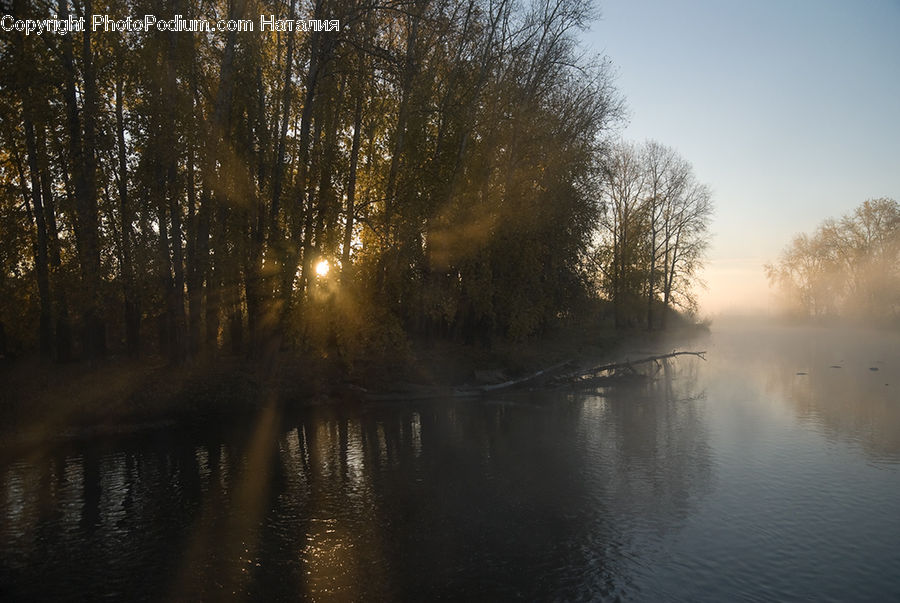 Plant, Tree, Willow, Dawn, Dusk, Sky, Sunrise