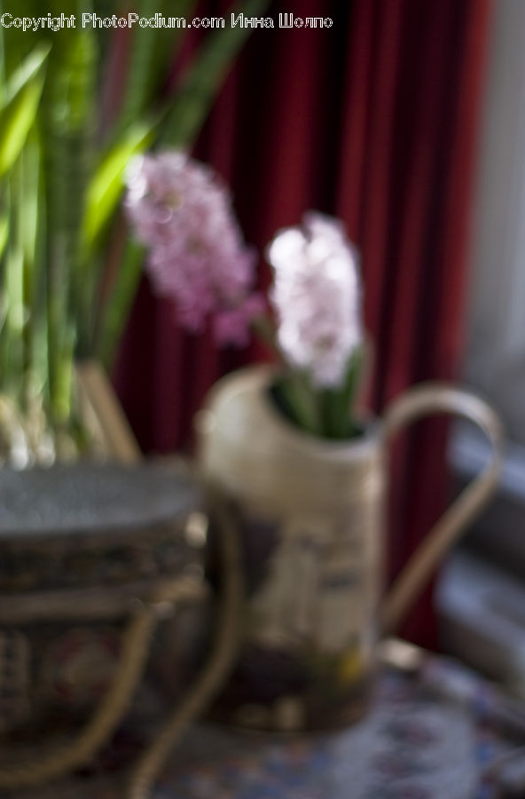 Plant, Potted Plant, Blossom, Flower, Rose, Bowl, Dish