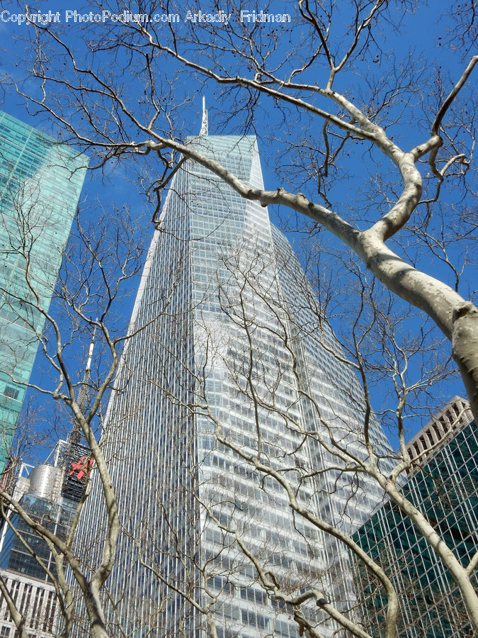 Plant, Tree, Fence, Birch, Wood, Building, City