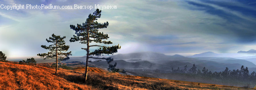 Conifer, Fir, Plant, Tree, Mountain, Mountain Range, Outdoors