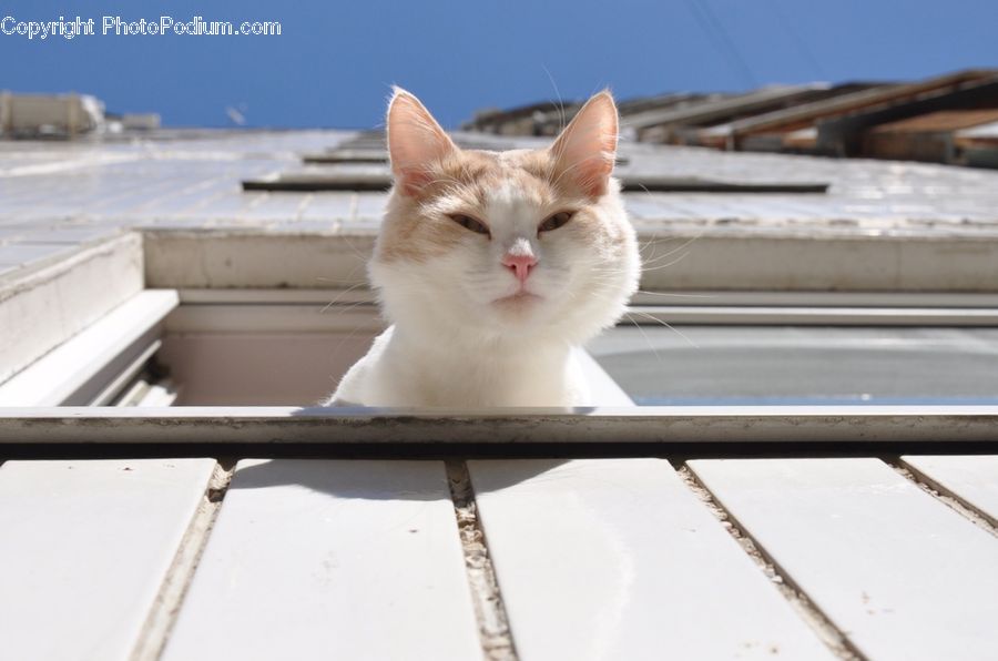 Animal, Cat, Pet, Siamese, Mammal, Manx, Balcony