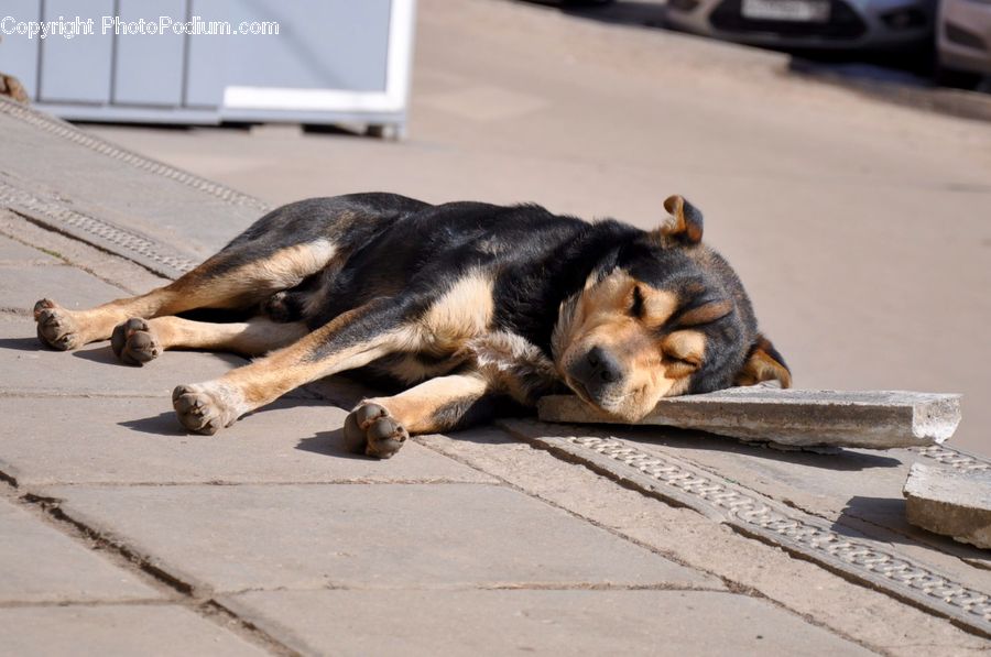 Animal, Canine, Dog, German Shepherd, Mammal, Pet, Beagle