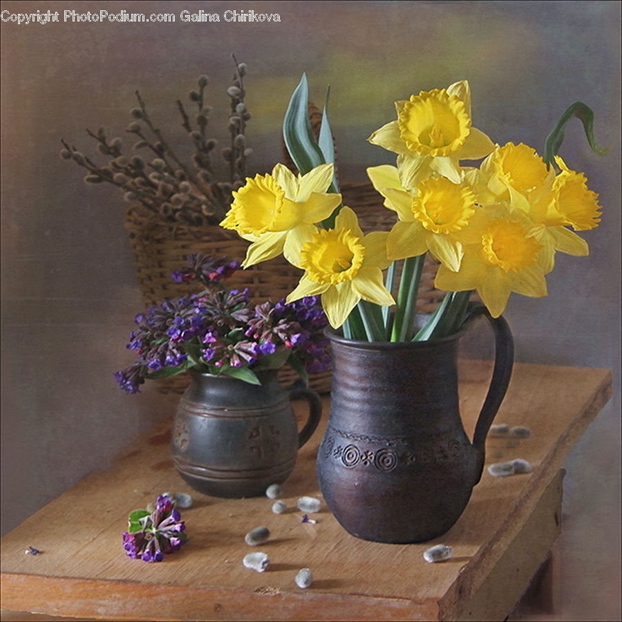 Blossom, Daffodil, Flora, Flower, Plant, Potted Plant, Floral Design