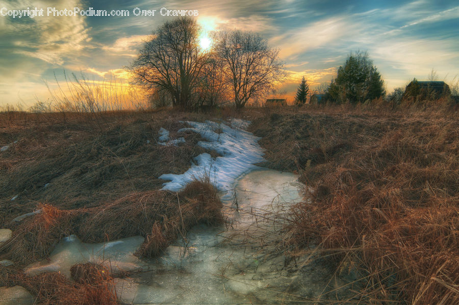 Land, Marsh, Pond, Swamp, Water, Field, Grass