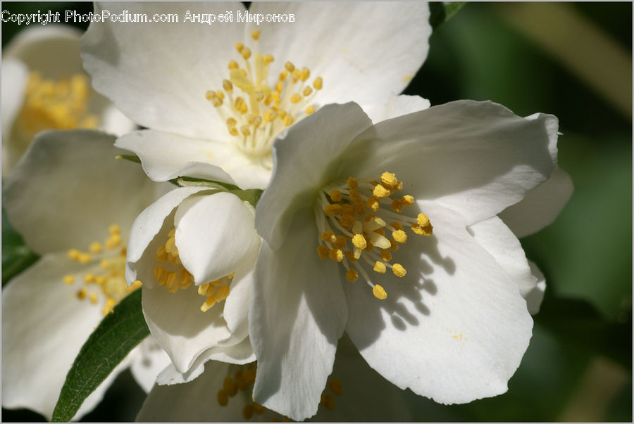 Blossom, Flora, Flower, Plant, Daffodil, Petal, Cherry Blossom