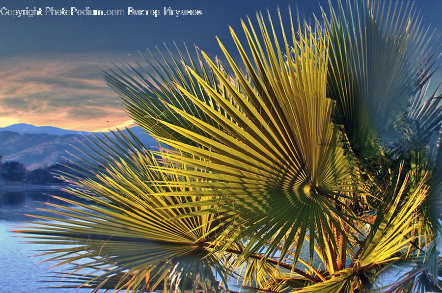 Coral Reef, Outdoors, Reef, Sea, Sea Life, Water, Conifer